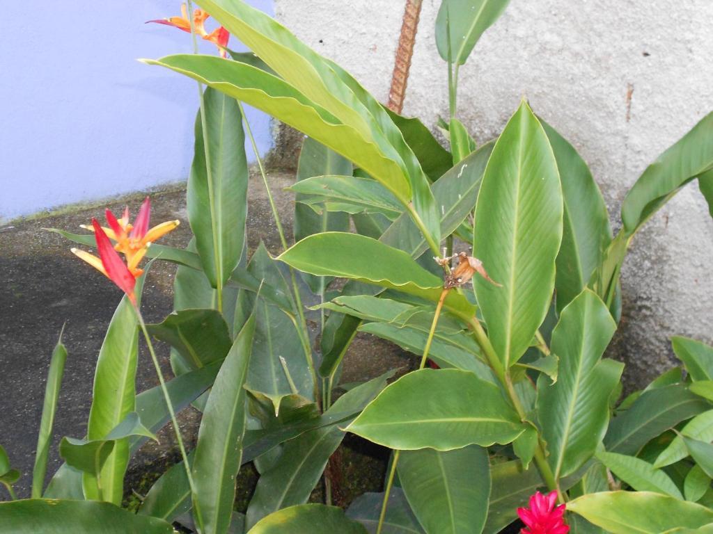 Namaste Hostel E Pousada Paraty Luaran gambar